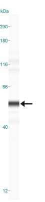 Simple Western: Perilipin-2/ADFP Antibody [NB110-40878] - Lane view shows a specific band for ADFP in 0.5 mg/ml of HepG2 lysate.  This experiment was performed under reducing conditions using the 12-230 kDa separation system.