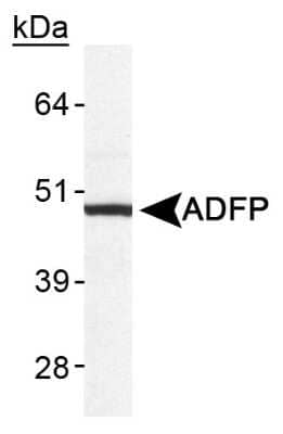 Western Blot: Perilipin-2/ADFP Antibody [NB110-40878] - Detection of human ADFP in human liver lysate.