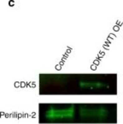 Western Blot: Perilipin-2/ADFP Antibody [NB110-40878] - CDK5 and 14-3-3iu and KIAA0528 are found on lipid droplet (LD) cargo. Intact purified LDs were probed with antibodies against CDK5, 14-3-3iu, KIAA0528, and GFP (negative control), the percentage of LDs that had detectable immunofluorescence signal quantification is shown in a and sample immunofluorescence images are shown in b with 2 i1/4m scale bars, and white arrows designate lipid droplets. To assess CDK5 localization to LDs, proteins were precipitated from purified LDs and analyzed by WB. Perilipin-2: (an LD marker) is present on both samples and 25A- CDK5 is present on the LDs from the CDK5 overexpression background. Image collected and cropped by Citeab from the following publication (Regulation of in vivo dynein force production by CDK5 and 14-3-3u and KIAA0528. Nat Commun (2019) licensed under a CC-BY license.
