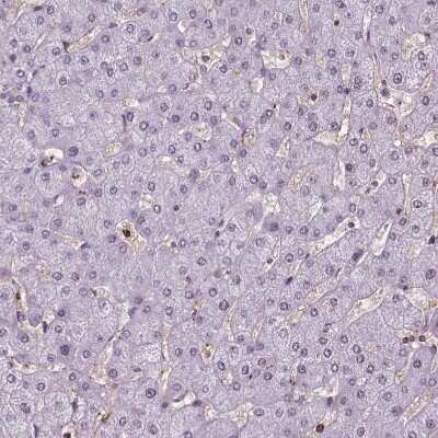 Immunohistochemistry-Paraffin: Perilipin-3/TIP47 Antibody [NBP2-49485] - Staining of human liver shows no positivity in hepatocytes as expected.