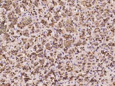 Immunohistochemistry-Paraffin: Perilipin-3/TIP47 Antibody [NBP2-97277] - Immunochemical staining of human Perilipin-3/TIP47 in human adrenal gland with rabbit polyclonal antibody at 1:2000 dilution, formalin-fixed paraffin embedded sections.