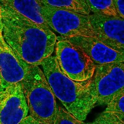 Immunocytochemistry/Immunofluorescence: Perilipin-4 Antibody [NBP2-38731] - Staining of human cell line RT4 shows localization to cytosol & lipid droplets.