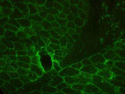 Immunohistochemistry-Frozen: Perilipin-4 Antibody [NBP2-13776] - Detection of PLIN4 in pig muscle tissue section. Antibody at 1:200 in PBS with 2% NGS. Secondary antibody at 1:1000 (Alexa Fluor 488 goat anti-rabbit IgG). IHC-Fr image submitted by a verified customer review.