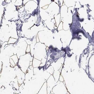 Immunohistochemistry-Paraffin: Perilipin-4 Antibody [NBP2-38731] - Staining of human breast shows high expression.