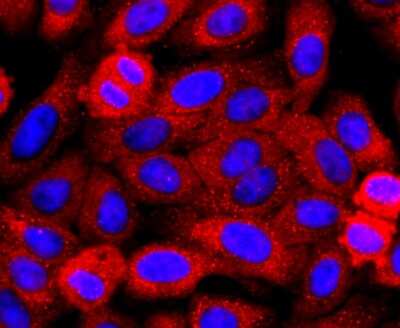 Immunocytochemistry/Immunofluorescence: Perilipin Antibody (JM10-96) [NBP2-67037] - Staining Perilipin A in HepG2 cells (red). The nuclear counter stain is DAPI (blue). Cells were fixed in paraformaldehyde, permeabilised with 0.25% Triton X100/PBS.