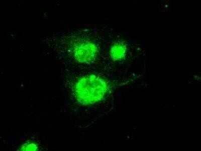 Immunocytochemistry/Immunofluorescence: Periostin/OSF-2 Antibody (OTI1A1) - Azide and BSA Free [NBP2-73335] - Staining of COS7 cells transiently transfected by pCMV6-ENTRY POSTN.