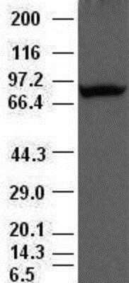 Western Blot: Periostin/OSF-2 Antibody (OTI1A1) - Azide and BSA Free [NBP2-73335] - Periostin antibody ( 47 ) at 1:500 dilution + lysate from HeLa cells transfected with human Periostin gene expression vector.