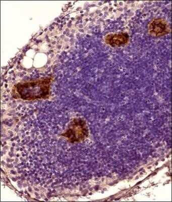 Immunohistochemistry-Paraffin: Peripheral Node Addressin Antibody (MECA-79) - Low Endotoxin and Azide Free [NBP2-78790] - Analysis of FFPE mouse adipose tissue section (with lymph node areas) using Peripheral Node Addressin antibody (clone MECA-79) at 1:100. The staining was developed with HRP-DAB detection method and the counterstaining was performed using hematoxylin. This Peripheral Node Addressin antibody generated a strong and specific staining of MECA-79 antigen in the the cytoplasm and the membranes of high endothelial venules (HEVs) aka peripheral lymph node addressin (PNAd) in lymph node areas of tested adipose tissue section. Image using the standard format of this product.
