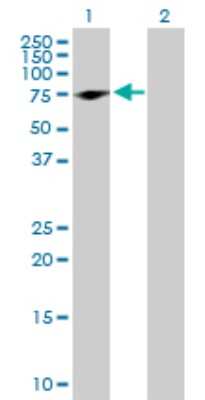 Western Blot: Peripherin Antibody [H00005630-D01P] - Analysis of PRPH expression in transfected 293T cell line by PRPH polyclonal antibody.Lane 1: PRPH transfected lysate(53.70 KDa).Lane 2: Non-transfected lysate.