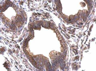 Immunohistochemistry-Paraffin: Periplakin Antibody [NBP2-19775] - Paraffin-embedded mouse prostate. Periplakin antibody [N1N2], N-term  dilution: 1:500.