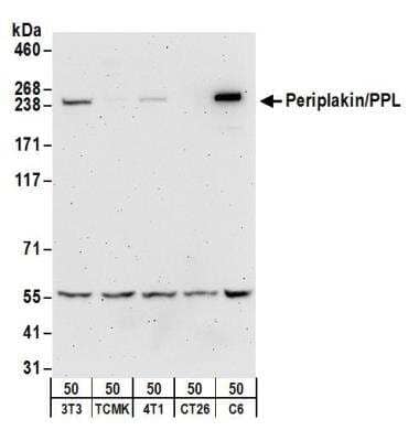 Western Blot: Periplakin Antibody [NB100-55264] - Detection of Mouse and Rat Periplakin/PPL by Western Blot. Samples: Whole cell lysate (50 ug) from NIH3T3, TCMK-1, 4T1, CT26.WT, and rat C6 cells. Antibodies: Affinity purified rabbit anti-Periplakin/PPL antibody NB100-55264 used for WB at 0.1 ug/ml. Detection: Chemiluminescence with an exposure time of 3 minutes.