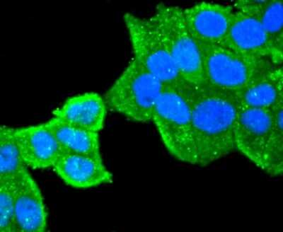 Immunocytochemistry/Immunofluorescence: Peroxiredoxin 1 Antibody (JF0945) [NBP2-67042] - Staining Peroxiredoxin 1 in Hela cells (green). The nuclear counter stain is DAPI (blue). Cells were fixed in paraformaldehyde, permeabilised with 0.25% Triton X100/PBS.
