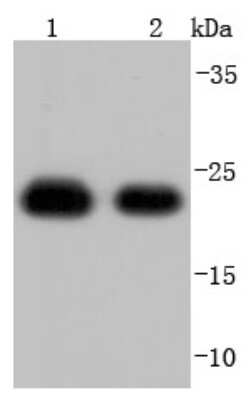 Western Blot: Peroxiredoxin 1 Antibody (JF0945) [NBP2-67042] - Analysis of Peroxiredoxin 1 on different lysates using anti-Peroxiredoxin 1 antibody at 1/1,000 dilution. Positive control: Lane 1: Hela Lane 2: A431