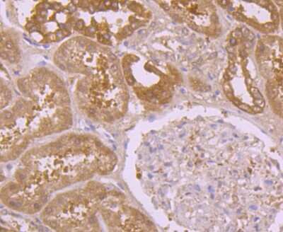 Immunohistochemistry-Paraffin: Peroxiredoxin 2 Antibody (7F2) [NBP2-75613] - Analysis of paraffin-embedded human kidney tissue using anti- Peroxiredoxin 2 antibody. Counter stained with hematoxylin.