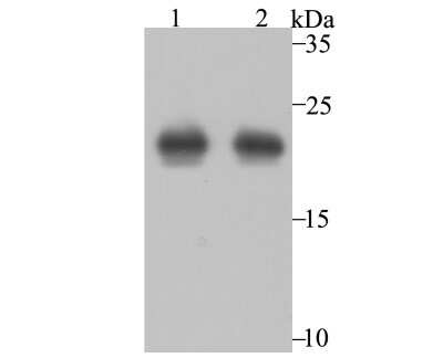 Western Blot: Peroxiredoxin 2 Antibody (7F2) [NBP2-75613] - Analysis of Peroxiredoxin 2 on PC-3M (1) and MCF-7 (2) using anti-Peroxiredoxin 2 antibody at 1/2,000 dilution.