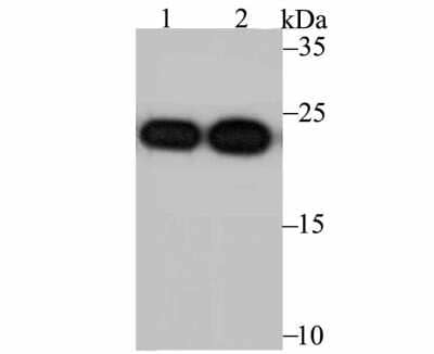 Western Blot: Peroxiredoxin 2 Antibody (7F4) [NBP2-75614] - Analysis of Peroxiredoxin 2 on PC-3M (1) and MCF-7 (2) using anti- Peroxiredoxin 2 antibody at 1/5,000 dilution.
