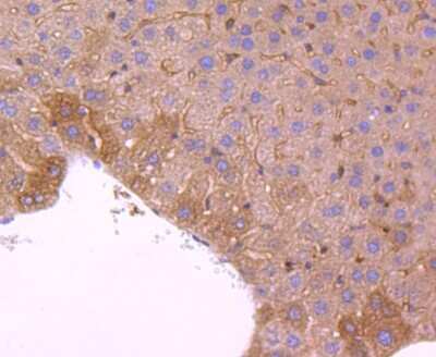 Immunohistochemistry-Paraffin: Peroxiredoxin 2 Antibody (JJ090-3) [NBP2-67887] - Analysis of paraffin-embedded mouse liver tissue using anti-Peroxiredoxin 2 antibody. Counter stained with hematoxylin.