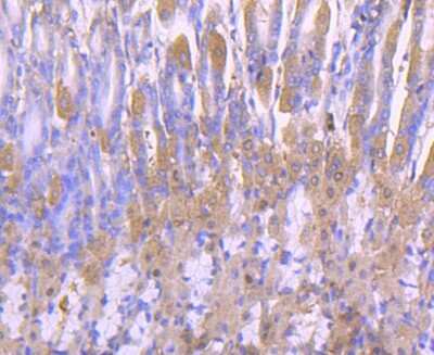 Immunohistochemistry-Paraffin: Peroxiredoxin 2 Antibody (JJ090-3) [NBP2-67887] - Analysis of paraffin-embedded mouse stomach tissue using anti-Peroxiredoxin 2 antibody. Counter stained with hematoxylin.