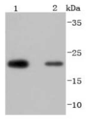 Western Blot: Peroxiredoxin 2 Antibody (JJ090-3) [NBP2-67887] - Analysis of Peroxiredoxin 2 on different lysates using anti-Peroxiredoxin 2 antibody at 1/1,000 dilution. Positive control: Lane 1: Hela Lane 2: HepG2