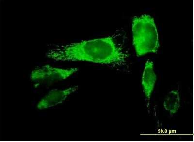 Immunocytochemistry/Immunofluorescence: Peroxiredoxin 3 Antibody [H00010935-B01P] - Analysis of purified antibody to PRDX3 on HeLa cell. (antibody concentration 10 ug/ml)
