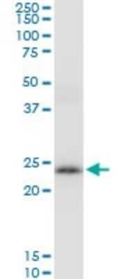 Western Blot: Peroxiredoxin 3 Antibody [H00010935-B01P] - Analysis of PRDX3 expression in A-549.