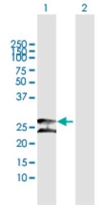 Western Blot: Peroxiredoxin 3 Antibody [H00010935-B01P] - Analysis of PRDX3 expression in transfected 293T cell line by PRDX3 polyclonal antibody.  Lane 1: PRDX3 transfected lysate(28.16 KDa). Lane 2: Non-transfected lysate.