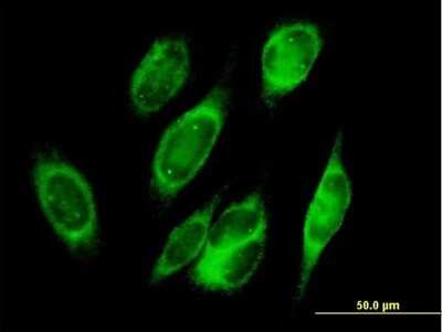Immunocytochemistry/Immunofluorescence: Peroxiredoxin 4 Antibody [H00010549-B01P] - Analysis of purified antibody to PRDX4 on HeLa cell. (antibody concentration 10 ug/ml)
