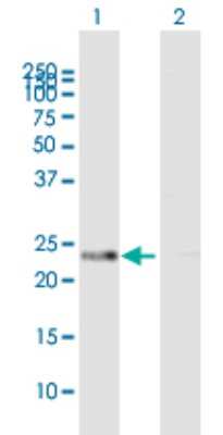 Western Blot: Peroxiredoxin 4 Antibody [H00010549-B01P] - Analysis of PRDX4 expression in transfected 293T cell line by PRDX4 polyclonal antibody.  Lane 1: PRDX4 transfected lysate(29.81 KDa). Lane 2: Non-transfected lysate.