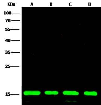 Western Blot: Peroxiredoxin 5 Antibody (002) [NBP2-89862] - Lane A: Hela Whole Cell Lysate Lane B: 293T Whole Cell LysateLane C: Jurkat Whole Cell Lysate Lane D: 293 Whole Cell LysateLysates/proteins at 30 ug per lane. Secondary Goat Anti-Rabbit IgG H&L (Dylight800) at 1/10000 dilution. Developed using the Odyssey technique. Performed under reducing conditions. Predicted band size:22 kDaObserved band size:15 kDa