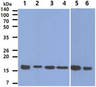 Western Blot: Peroxiredoxin 5 Antibody (6A10) [NBP2-59388] - Lane 1: Recombinant PRDX5 protein, Lane 2: MCF-7 cell lysates, Lane 3: A549 cell lysates, Lane 4: HeLa cell lysates, Lane 5: 293T cell lysates, Lane 6: Jurkat cell lysates