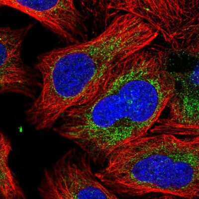 Immunocytochemistry/Immunofluorescence: Peroxiredoxin 5 Antibody [NBP2-38370] - Immunofluorescent staining of human cell line U-2 OS shows localization to mitochondria.