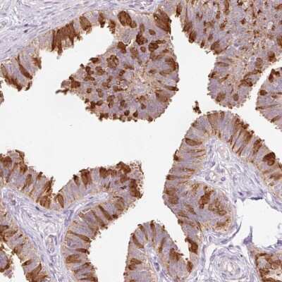 Immunohistochemistry-Paraffin: Peroxiredoxin 5 Antibody [NBP2-38370] - Staining of human fallopian tube shows high expression.