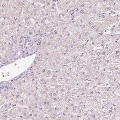 Immunohistochemistry-Paraffin: Peroxiredoxin 5 Antibody [NBP2-38370] - Staining of human liver shows low expression as expected.