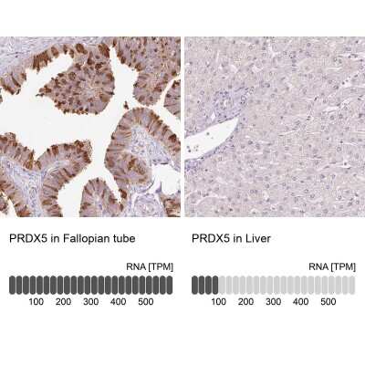 Immunohistochemistry-Paraffin: Peroxiredoxin 5 Antibody [NBP2-38370] - Staining in human fallopian tube and liver tissues using anti-PRDX5 antibody. Corresponding PRDX5 RNA-seq data are presented for the same tissues.