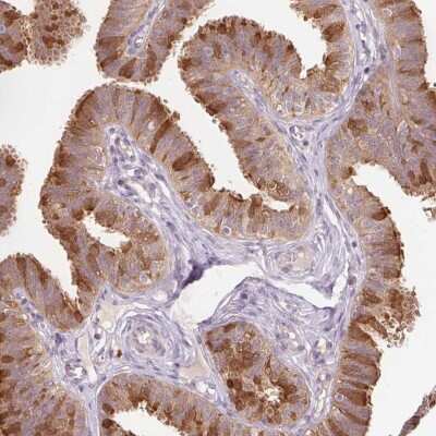 Immunohistochemistry-Paraffin: Peroxiredoxin 5 Antibody [NBP2-38371] - Staining of human fallopian tube shows high expression.