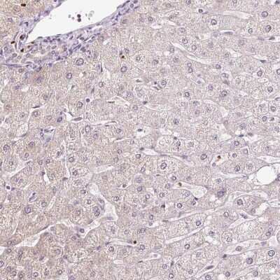 Immunohistochemistry-Paraffin: Peroxiredoxin 5 Antibody [NBP2-38371] - Staining of human liver shows low expression as expected.