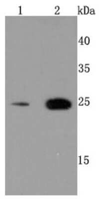 Western Blot: Peroxiredoxin 6 Antibody (JM11-13) [NBP2-67044] - Analysis of PRDX6 on Jurkat cells lysates using anti-PRDX6 antibody at 1/500 dilution. Positive control: Line 1: Hela Line 2:HepG2