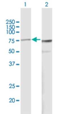Western Blot: Pescadillo Antibody [H00023481-B02P] - Analysis of PES1 expression in transfected 293T cell line by PES1 polyclonal antibody.  Lane 1: PES1 transfected lysate(64.68 KDa). Lane 2: Non-transfected lysate.