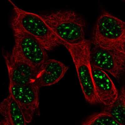 Immunocytochemistry/Immunofluorescence: Pet1 Antibody [NBP2-55967] - Staining of human cell line SH-SY5Y shows localization to nuclear speckles. Antibody staining is shown in green.