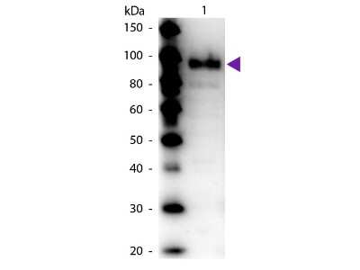 Western Blot: Phospho Enol Pyruvate Carboxylase Antibody [NBP2-44235] - lane 1: Phospho Enol Pyruvate (PEP) Carboxylase. Lane 2: None. Load: 50 ng per lane.