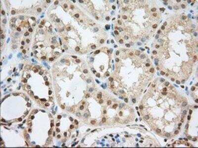 Immunohistochemistry-Paraffin: Phosphodiesterase 4A/PDE4A Antibody (1C8) [NBP2-02559] - Staining of paraffin-embedded Human Kidney tissue using anti-PDE4A mouse monoclonal antibody.