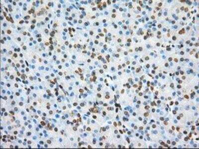 Immunohistochemistry-Paraffin: Phosphodiesterase 4A/PDE4A Antibody (1C8) [NBP2-02559] - Staining of paraffin-embedded Human pancreas tissue using anti-PDE4A mouse monoclonal antibody.