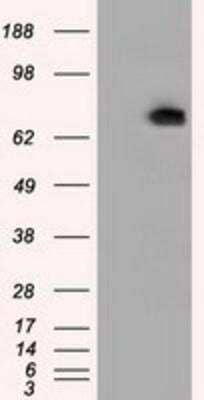 Western Blot: Phosphodiesterase 4A/PDE4A Antibody (1C8) [NBP2-02559] - HEK293T cells were transfected with the pCMV6-ENTRY control (Left lane) or pCMV6-ENTRY PDE4A (Right lane) cDNA for 48 hrs and lysed. Equivalent amounts of cell lysates (5 ug per lane) were separated by SDS-PAGE and immunoblotted with anti-PDE4A.