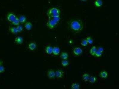 Immunocytochemistry/Immunofluorescence: Phosphodiesterase 4A/PDE4A Antibody (OTI1C8) - Azide and BSA Free [NBP2-73376] - Staining of HT29 cells using anti-PDE4A mouse monoclonal antibody.