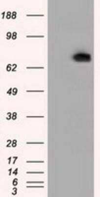 Western Blot: Phosphodiesterase 4A/PDE4A Antibody (OTI1C8) - Azide and BSA Free [NBP2-73376] - HEK293T cells were transfected with the pCMV6-ENTRY control (Left lane) or pCMV6-ENTRY PDE4A (Right lane) cDNA for 48 hrs and lysed. Equivalent amounts of cell lysates (5 ug per lane) were separated by SDS-PAGE and immunoblotted with anti-PDE4A.