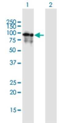 Western Blot: Phosphodiesterase 4A/PDE4A Antibody [H00005141-B01P] - Analysis of PDE4A expression in transfected 293T cell line by PDE4A polyclonal antibody.  Lane 1: PDE4A transfected lysate(71.17 KDa). Lane 2: Non-transfected lysate.