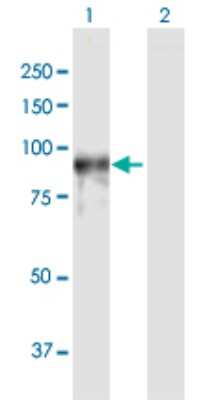 Western Blot: Phosphodiesterase 4A/PDE4A Antibody [H00005141-D01P] - Analysis of PDE4A expression in transfected 293T cell line by PDE4A polyclonal antibody.Lane 1: PDE4A transfected lysate(72.20 KDa).Lane 2: Non-transfected lysate.