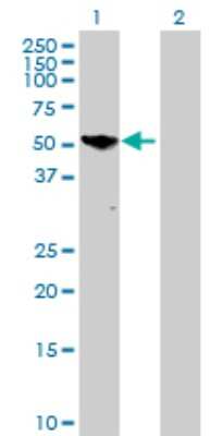 Western Blot: Phosphoglucomutase 5 Antibody [H00005239-B01P] - Analysis of PGM5 expression in transfected 293T cell line by PGM5 polyclonal antibody.  Lane 1: PGM5 transfected lysate(55.66 KDa). Lane 2: Non-transfected lysate.