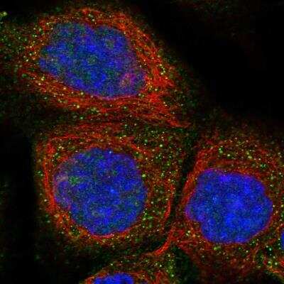 Immunocytochemistry/ Immunofluorescence Phospholemman Antibody