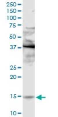 Western Blot Phospholipase A2 IIE Antibody - Azide and BSA Free